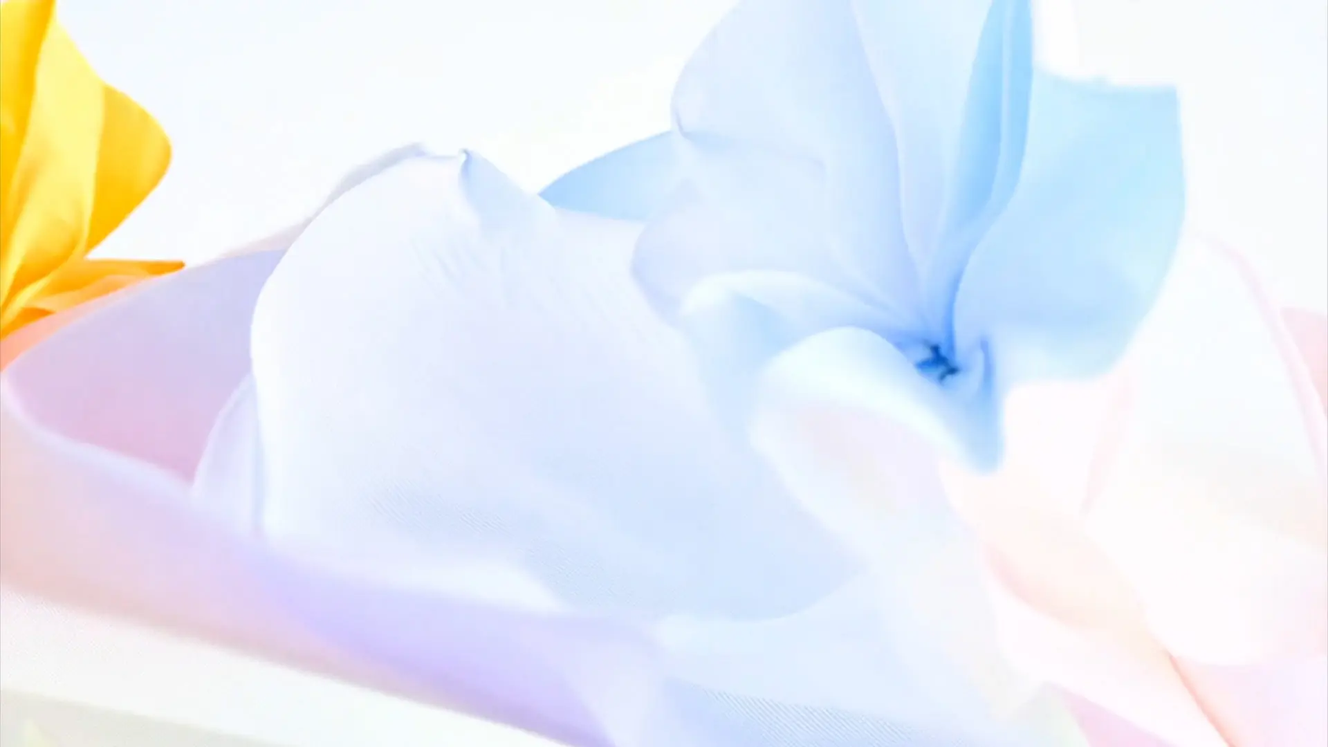 Soft Petals Gentle Flower Background for Wedding and Event Videos